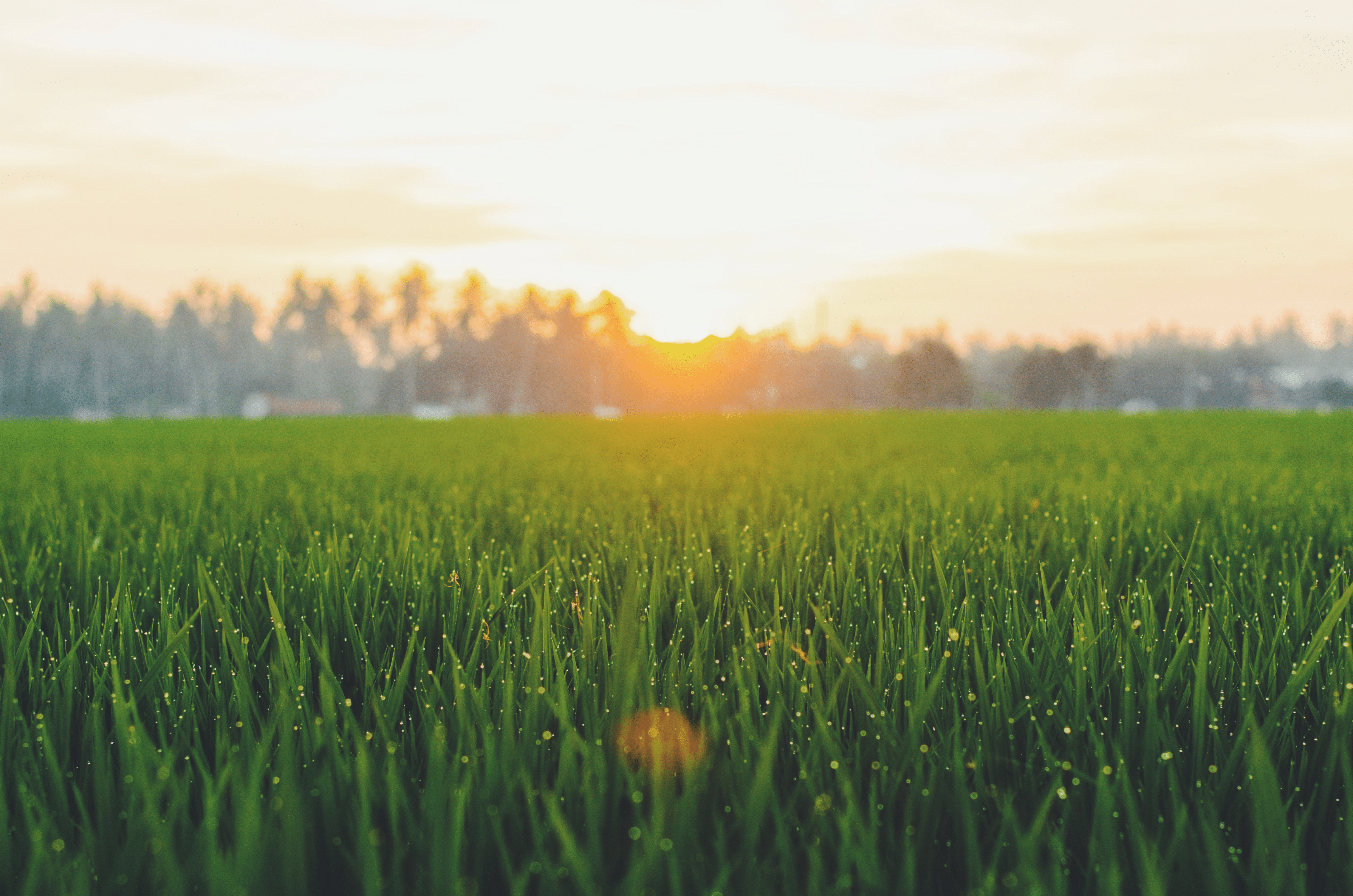 Comment entretenir son gazon en été ?