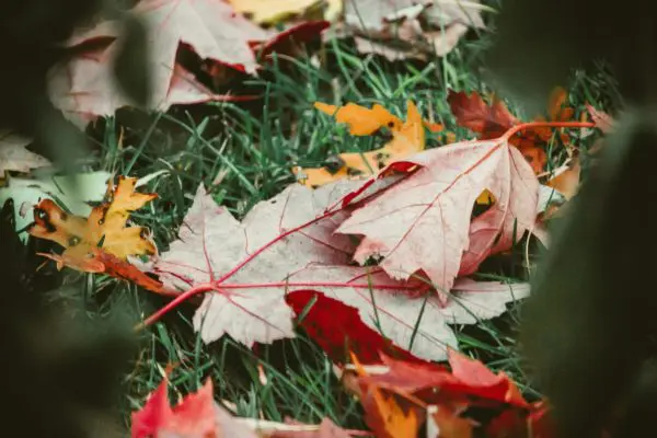 Quel type d'engrais pour le gazon en automne ?