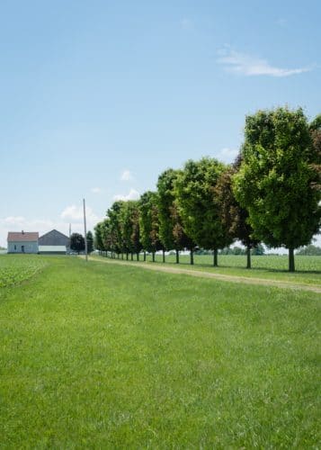 L'entretien du gazon pour anticiper la sécheresse d'été