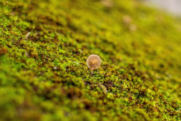 COMMENT ÉVITER QUE LA MOUSSE PROLIFÈRE DANS LE GAZON 