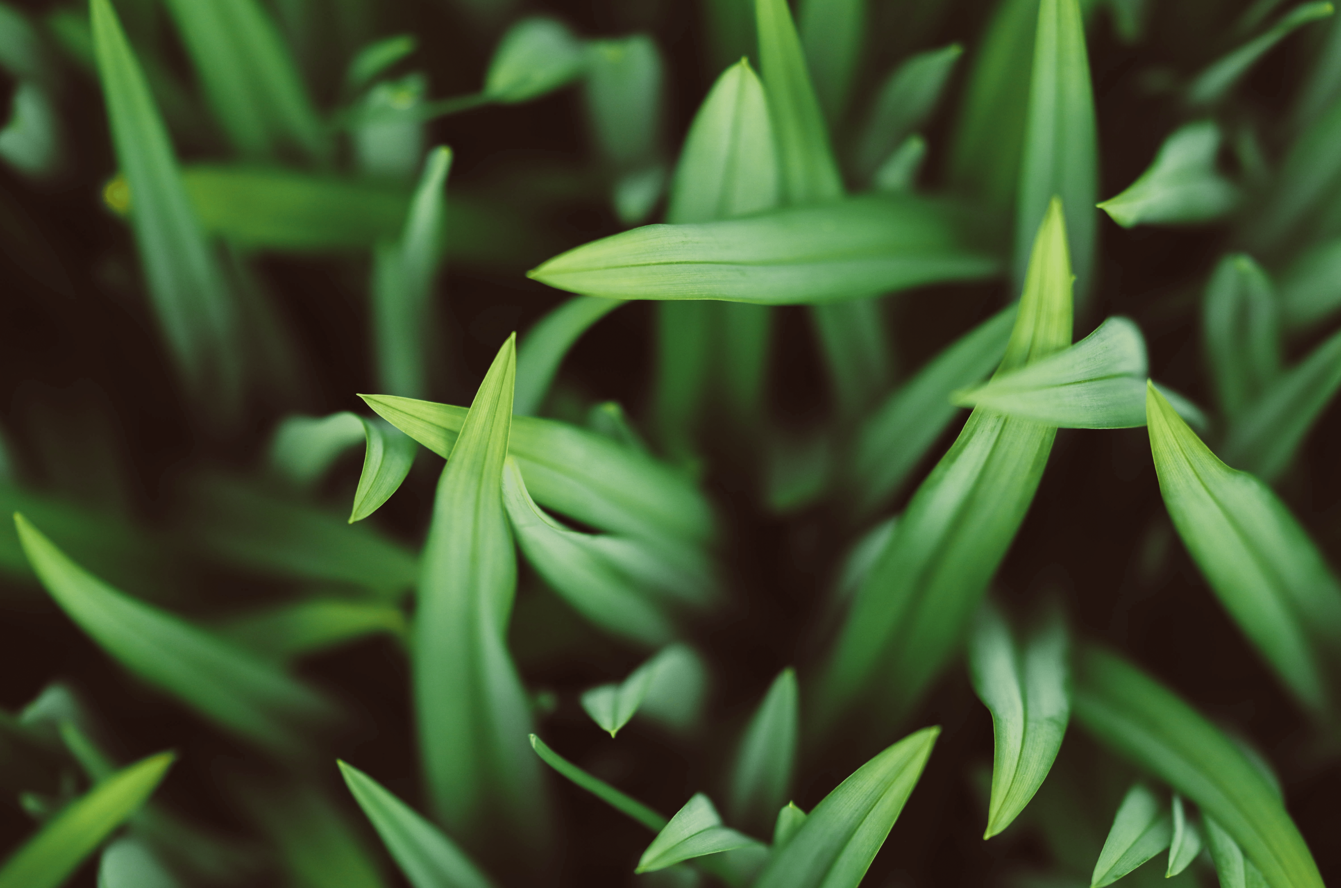 Quelle pelouse semer dans son jardin pour faire des économies d'eau ?