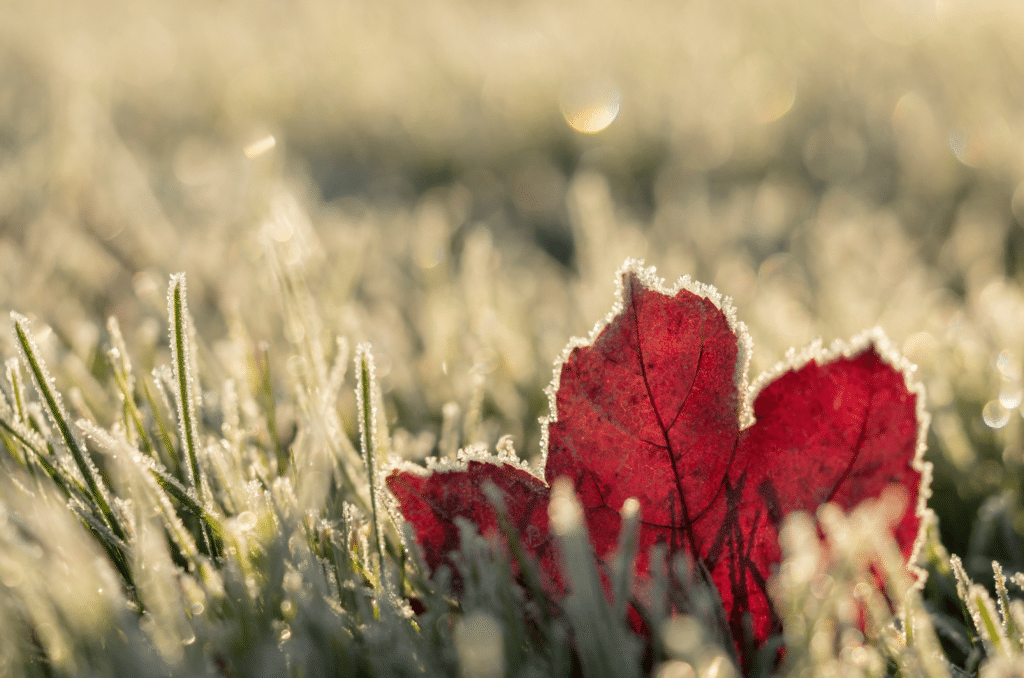 Entretien du gazon après l'hiver