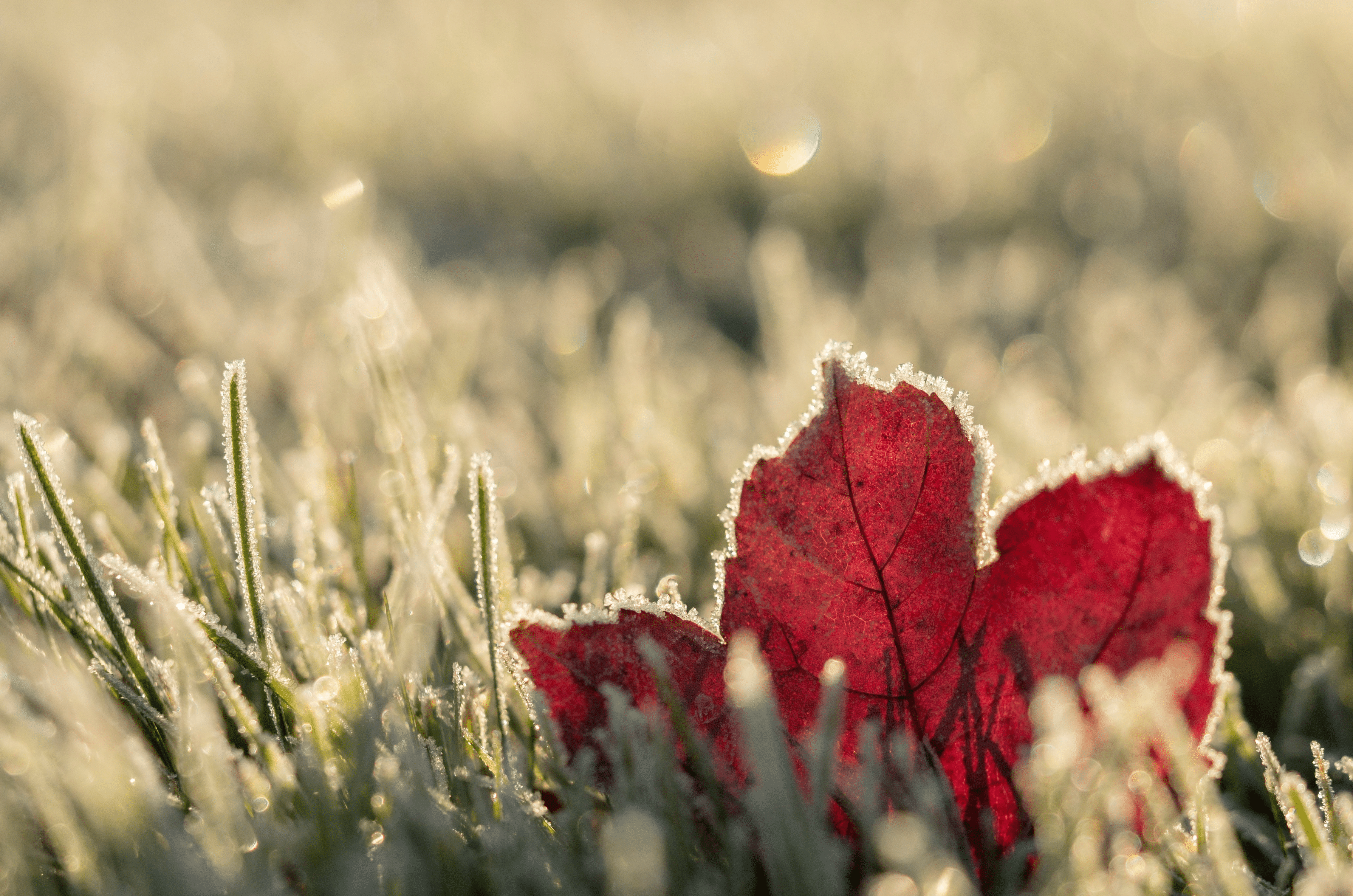 Entretien du gazon après l'hiver