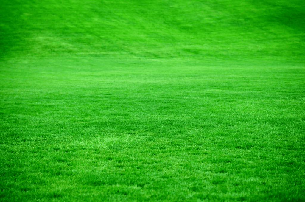 Comment Préparer et Semer un Gazon? pour Avoir une Joli Pelouse SANS  Mauvaises Herbes 