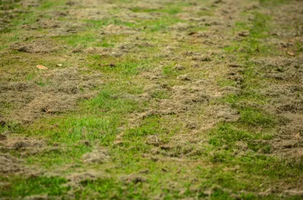 Mulching ou pas mulching ?