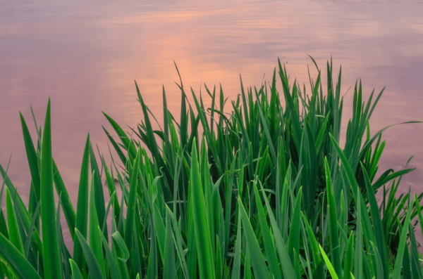 Le gazon est un filtre naturel pour l'eau