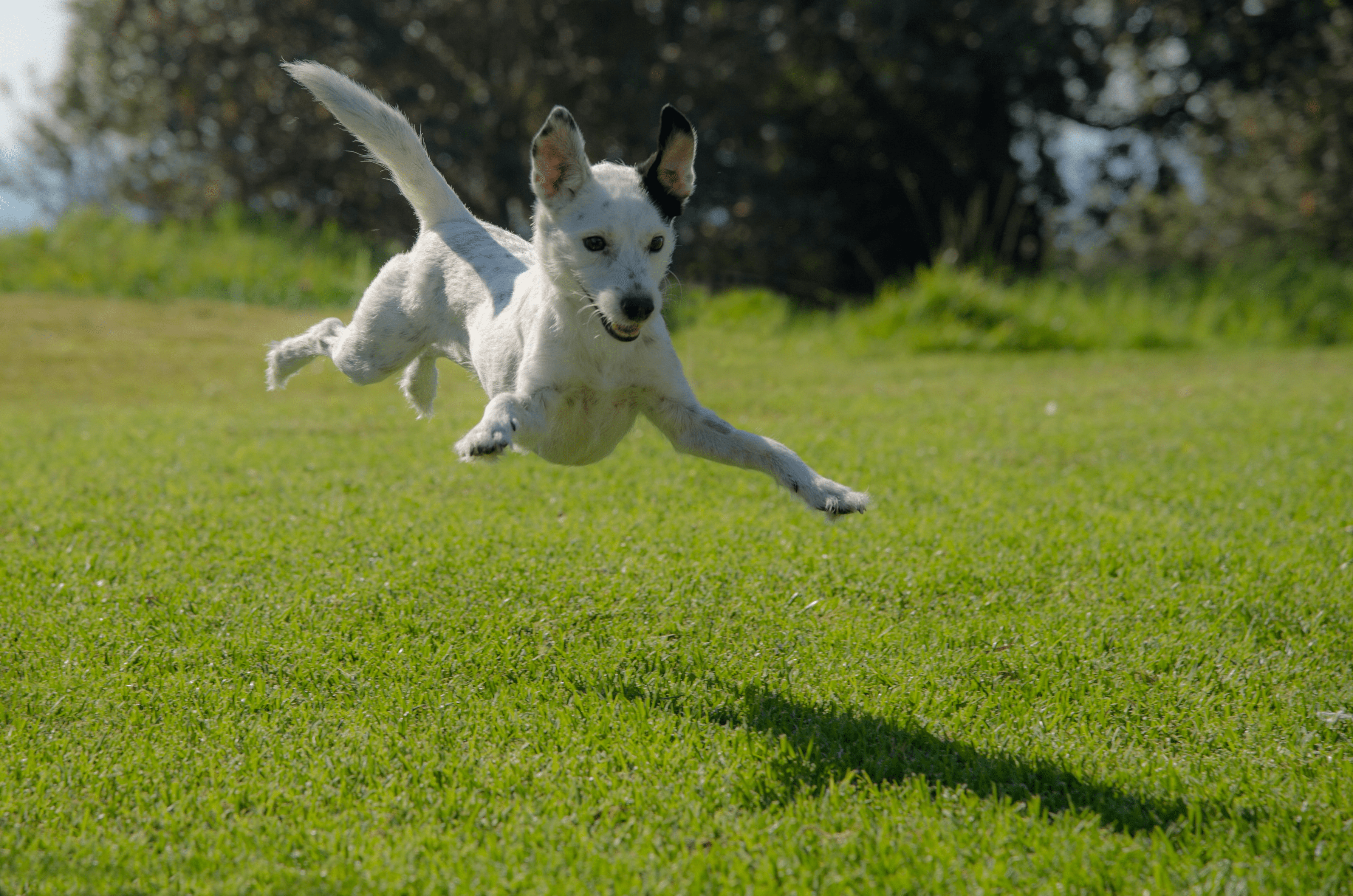 Pelouse abîmée par les chiens : que faire ?