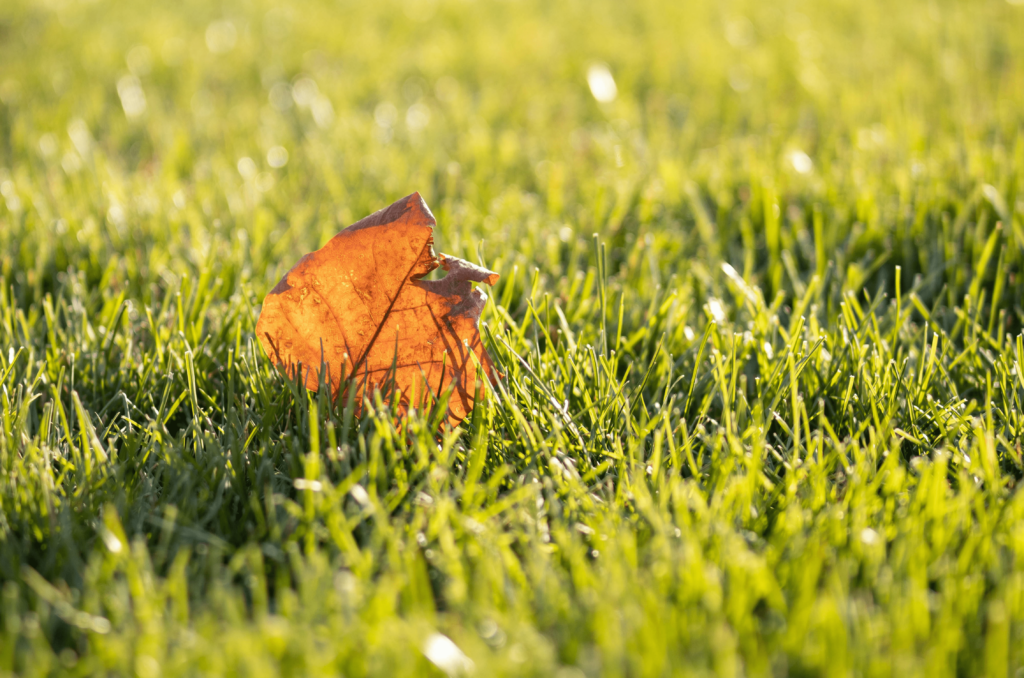 Quand mettre l’engrais gazon en automne ?