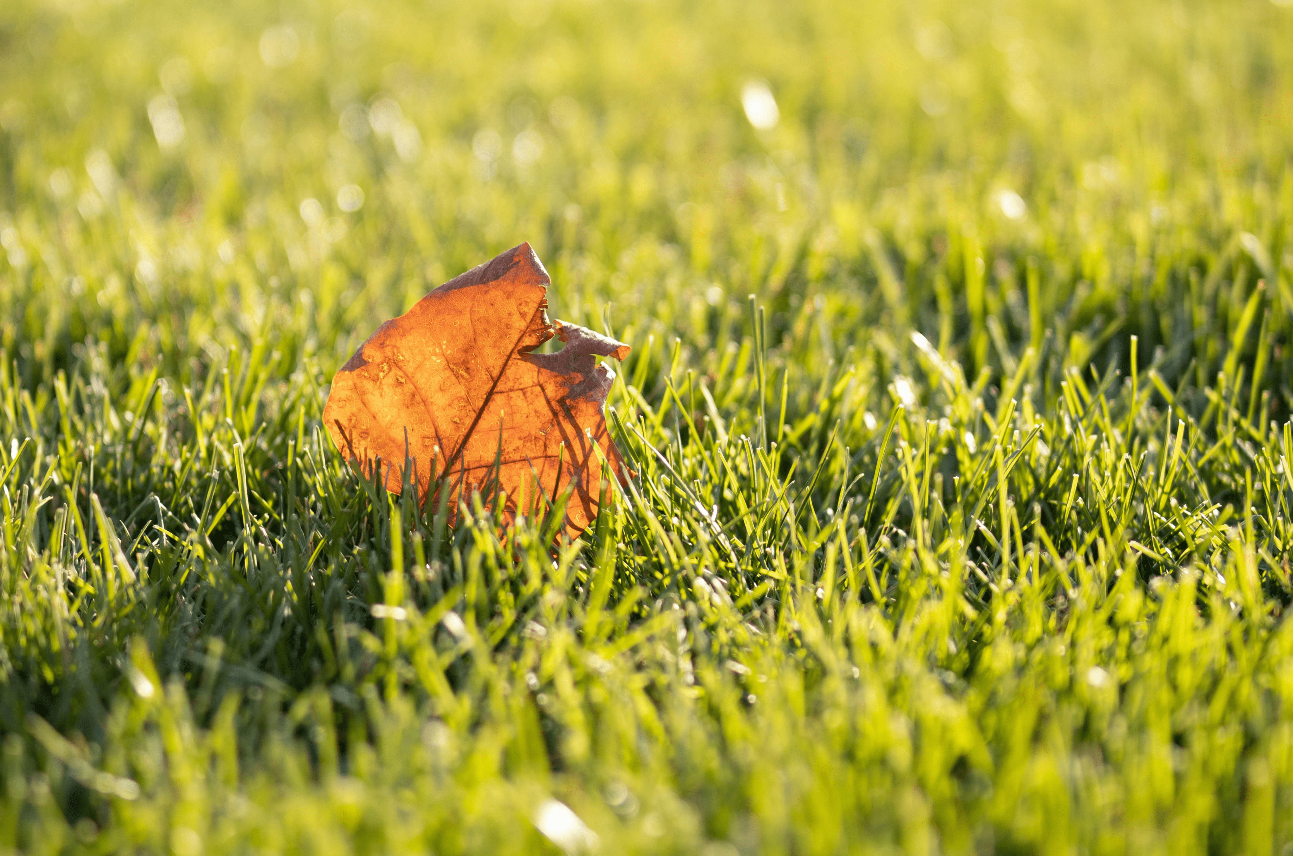 Quand Mettre De L'Engrais Gazon En Automne ? - Gazoneo