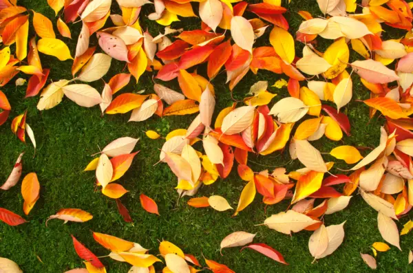 Quand semer le gazon en automne ?