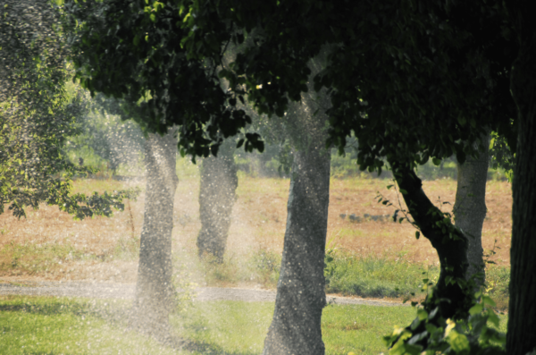 Quelle quantité d'eau pour la pelouse en été ?