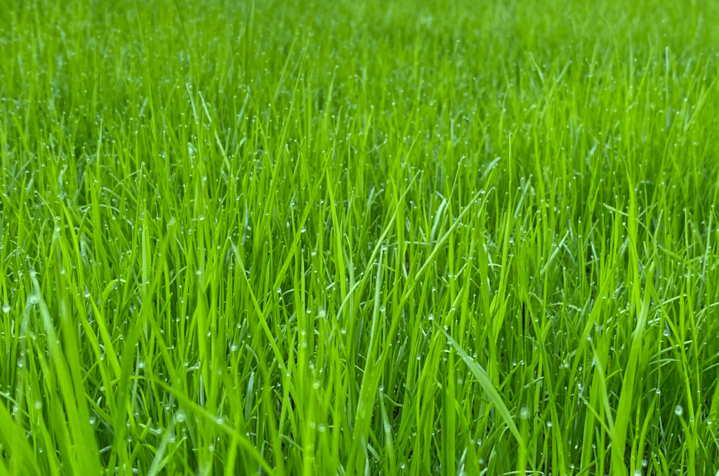 Avoir un gazon vert toute l'année