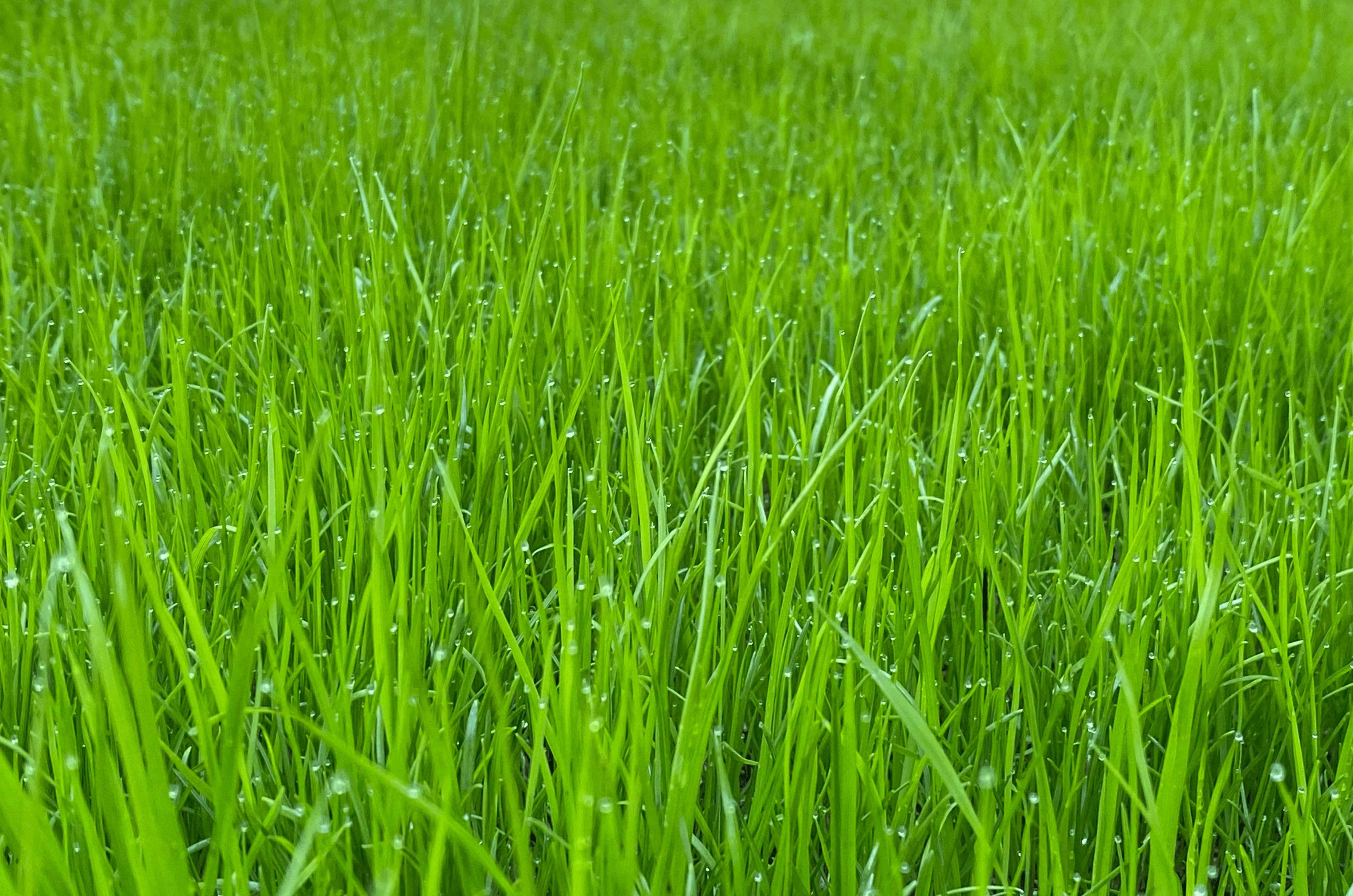 5 Conseils Pour Avoir Un Gazon Vert Toute L'Année