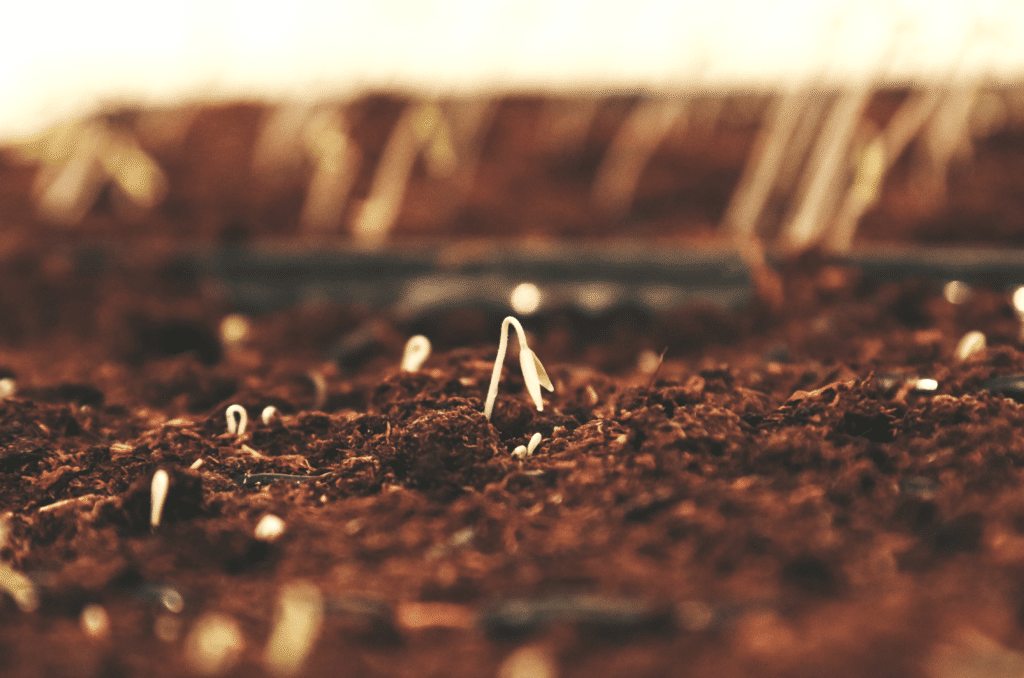 Semer du gazon en novembre? Oui c'est possible! - Mjardiner