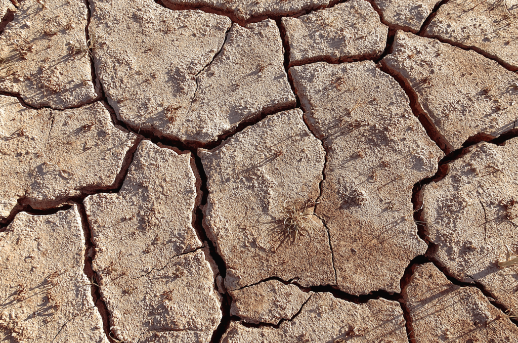 Quel entretien pour le gazon pendant la canicule ?