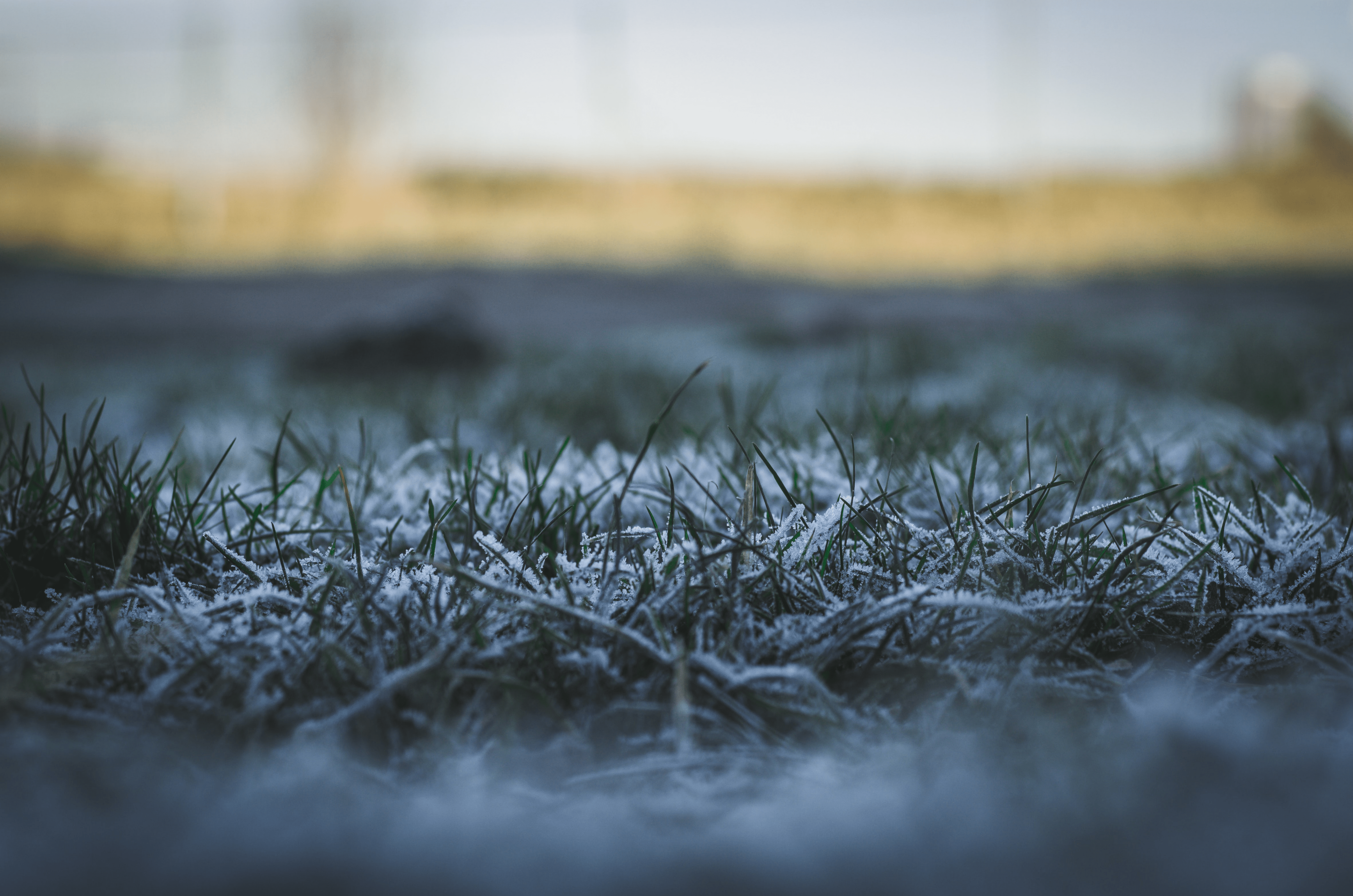 Entretien du gazon en hiver