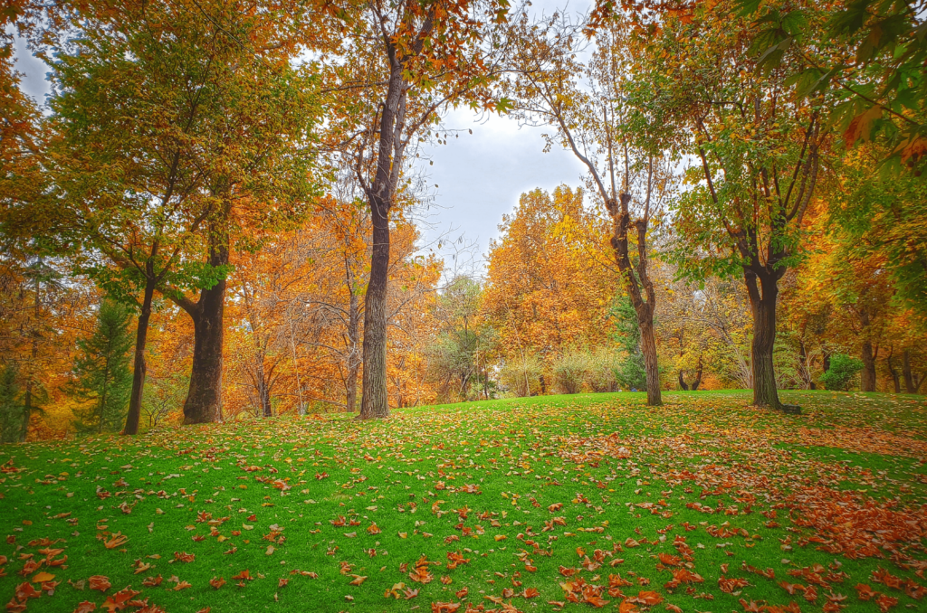 Gazon en automne