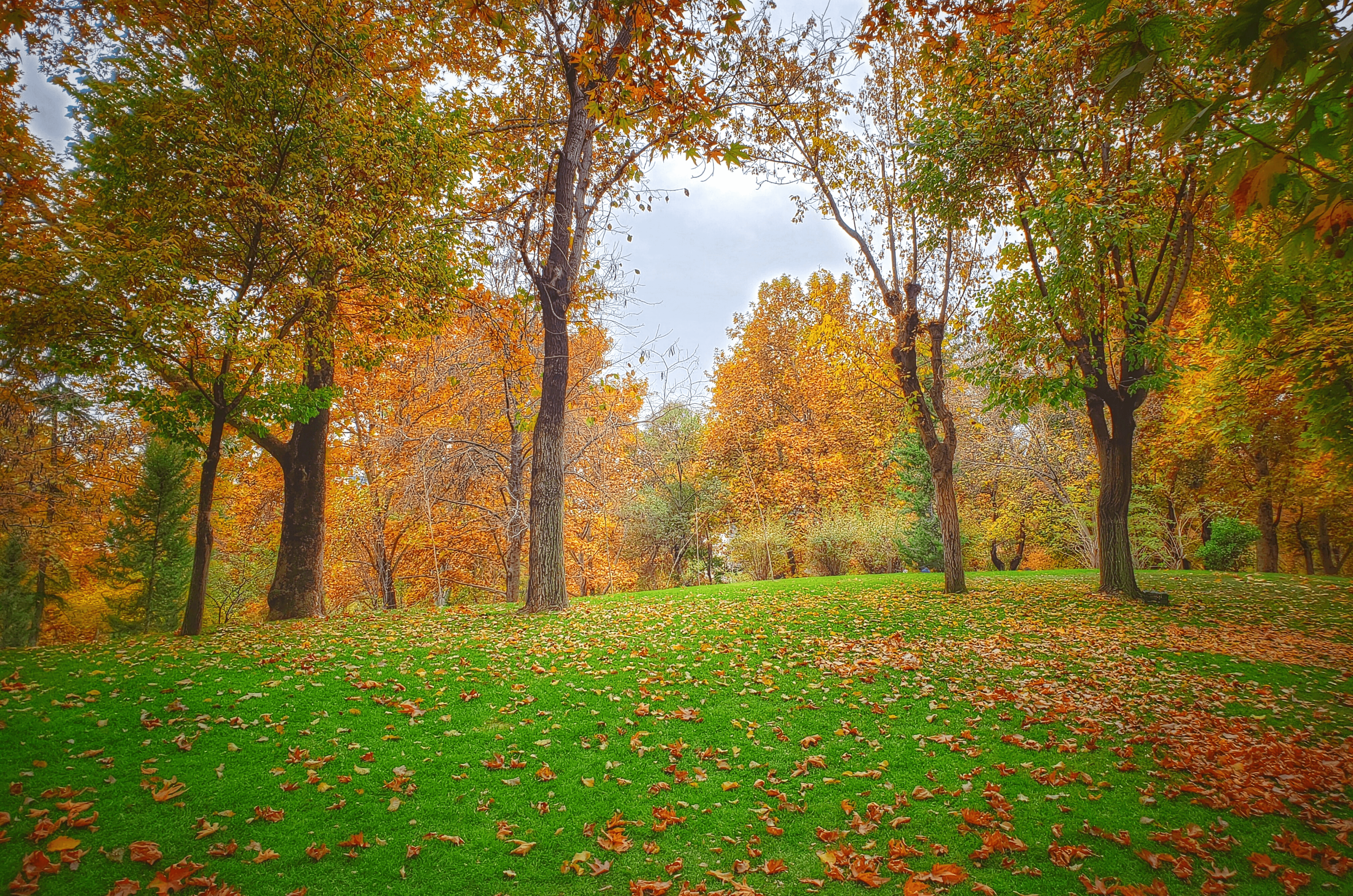 Gazon en automne