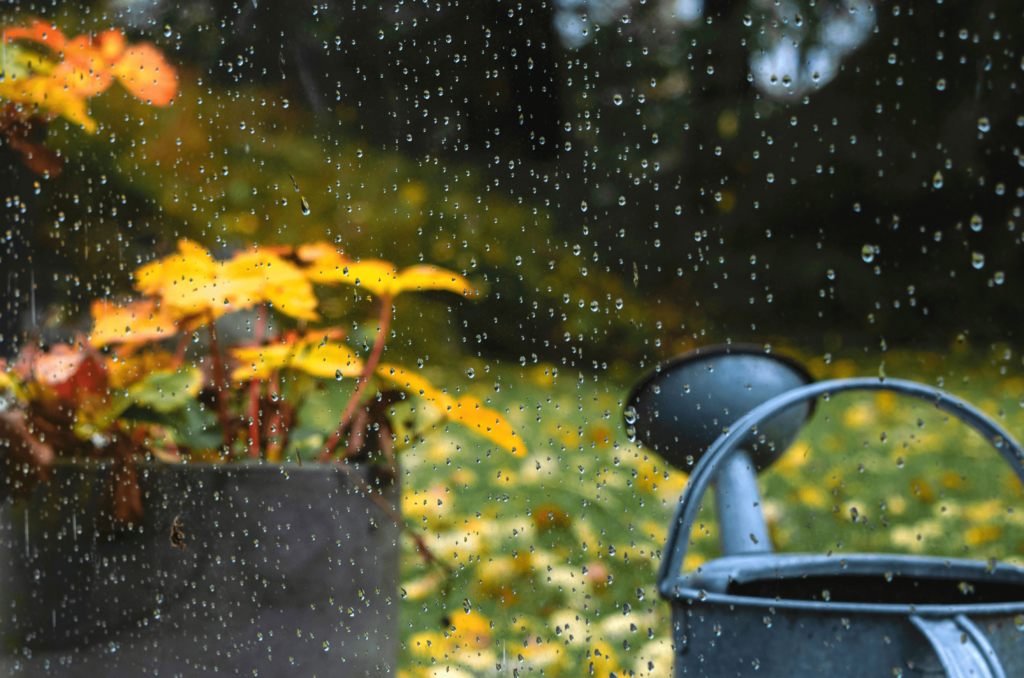 Planter du gazon en septembre