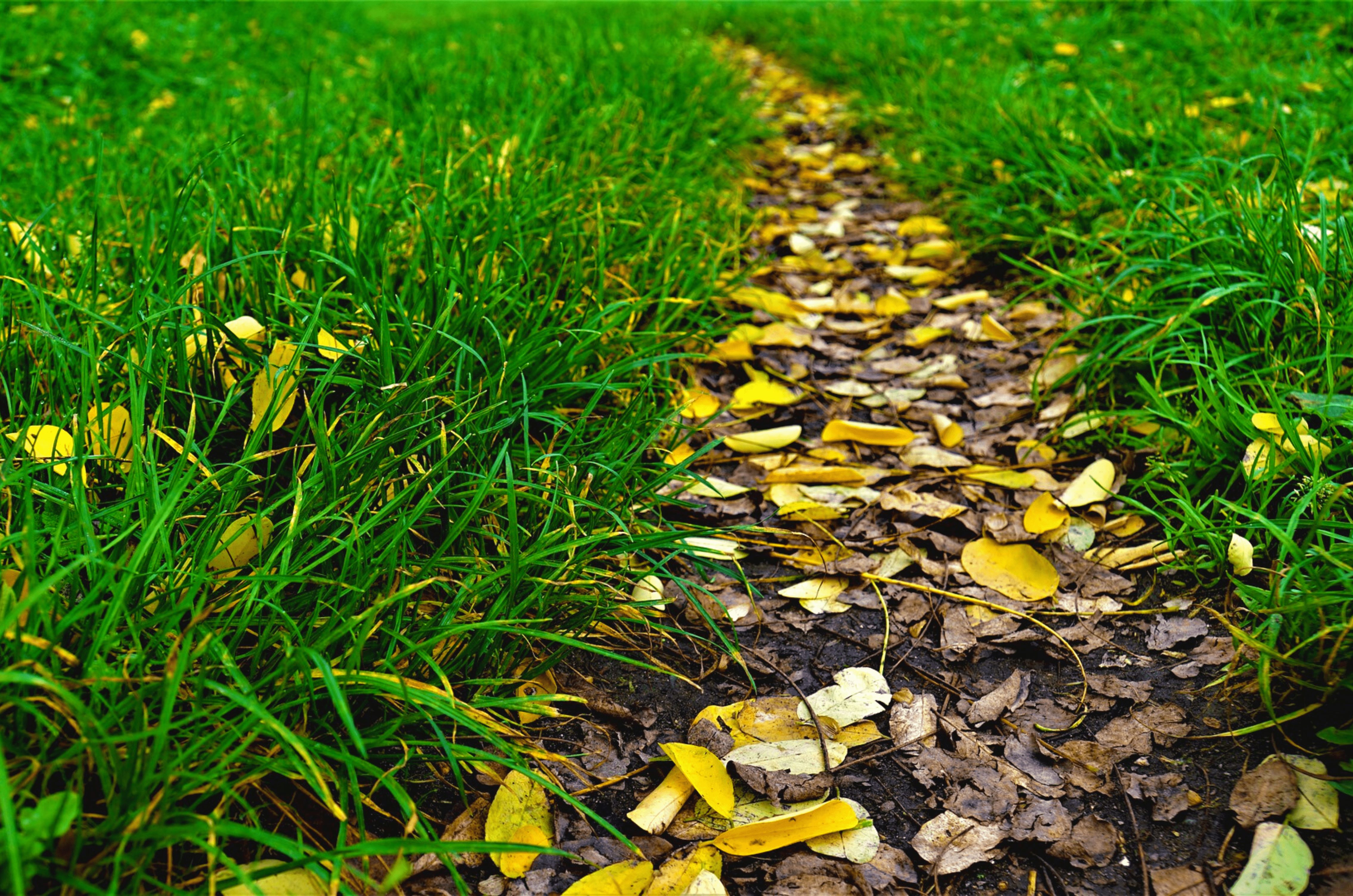 Scarifier sa pelouse en septembre