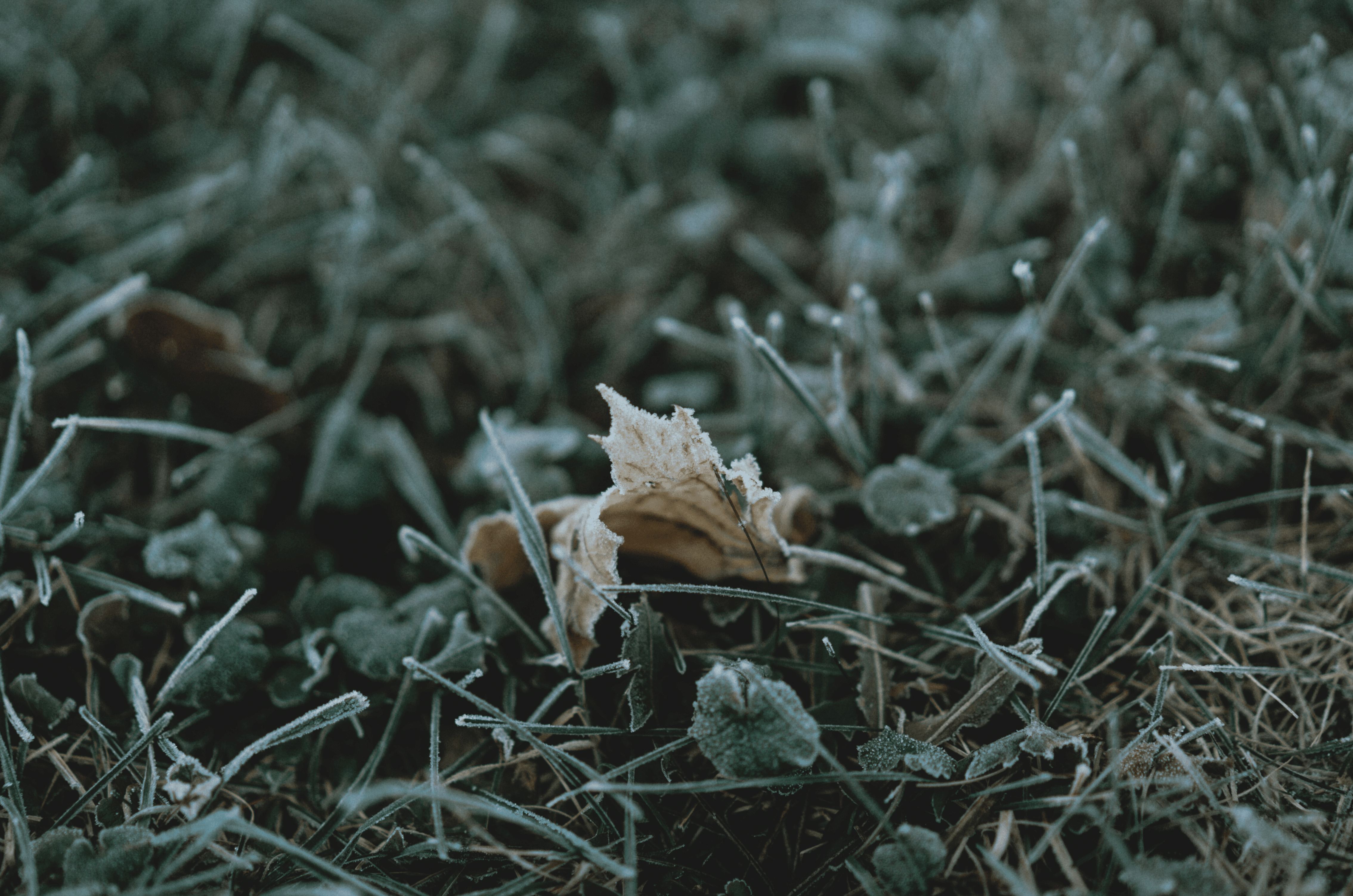 Quel engrais pour la pelouse avant l'hiver ?