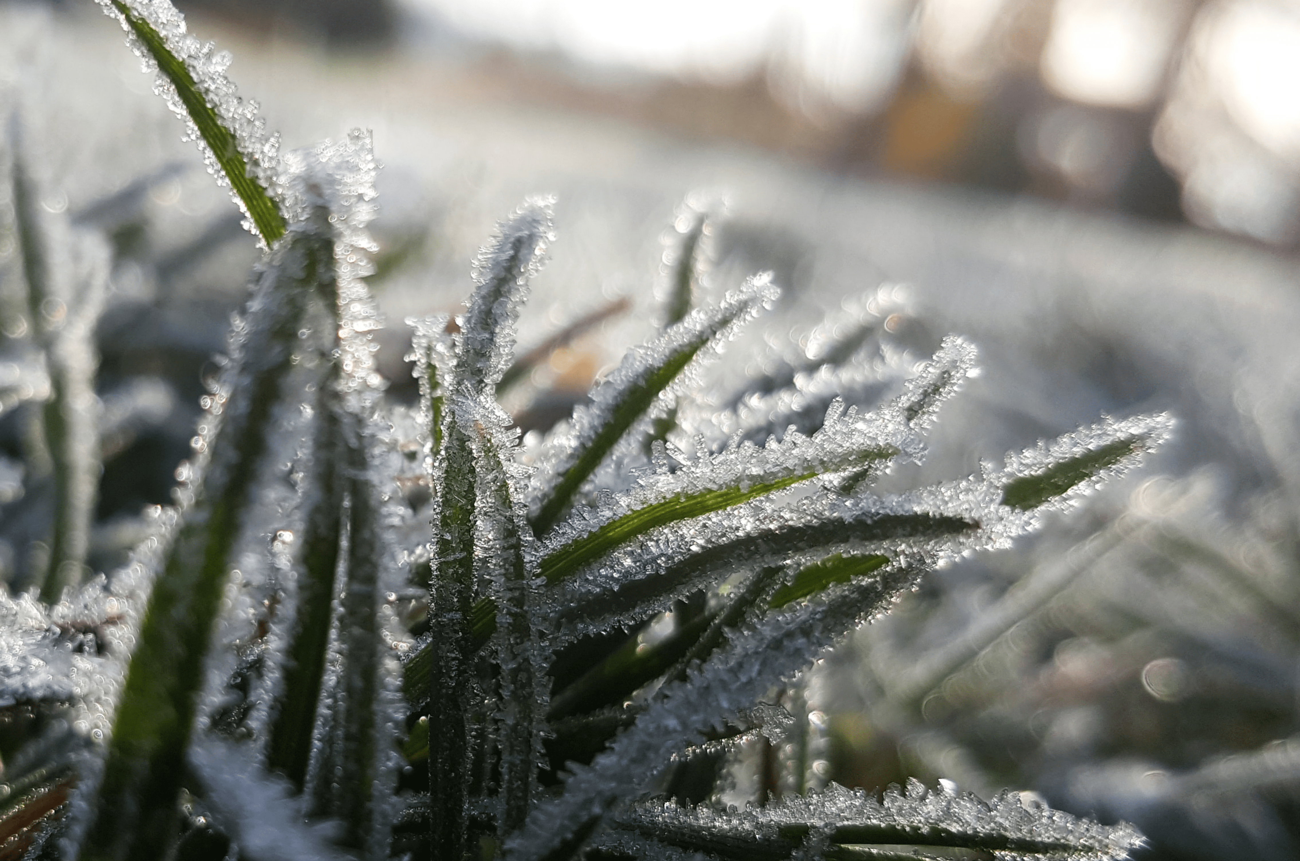 Quel entretien pour la pelouse avant l'hiver ?