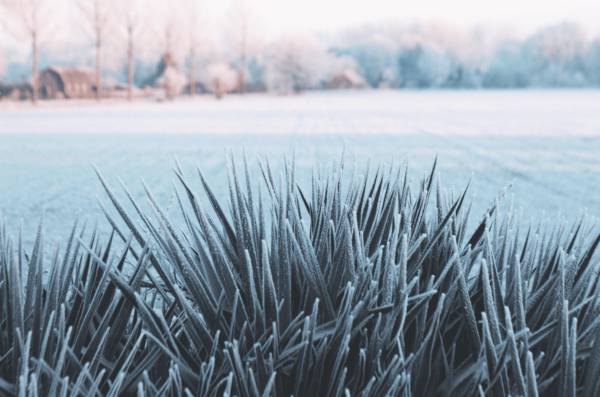 L'entretien du gazon pendant l'hiver