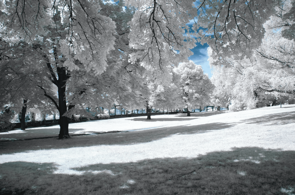 Gazon et neige sont-ils compatibles ?