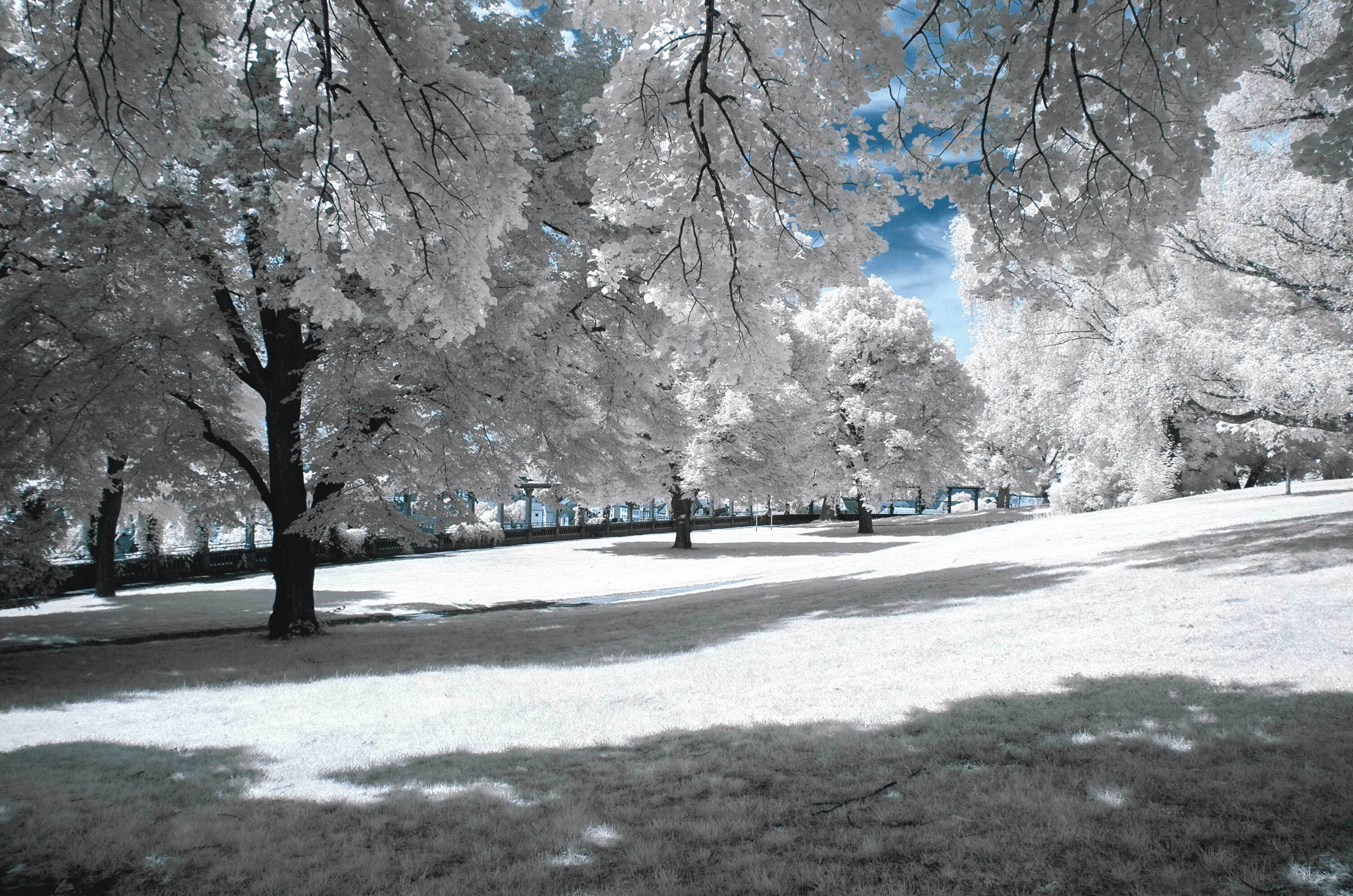 Gazon et neige sont-ils compatibles ?