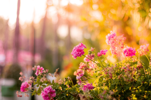 Décorer son jardin avec des fleurs