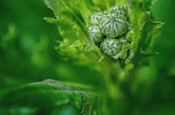 Comment avoir un beau gazon sans mauvaises herbes ?