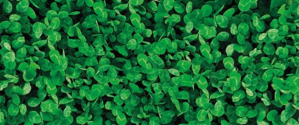 Trèfle blanc petite feuille Lawn Clover Barenbrug pour semis de gazon. 