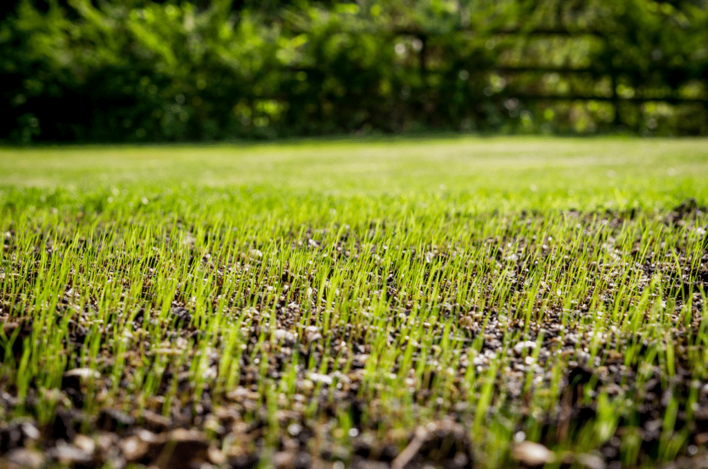 Quelle pelouse semer dans son jardin pour faire des économies d'eau ?