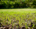 Processus de semis de gazon en utilisant des graines pour faire pousser une pelouse. On peut voir les graines étalées sur le sol qui sont prêtes à être arrosées. Il est indiqué que les meilleurs moments pour semer le gazon sont le printemps et l'automne.