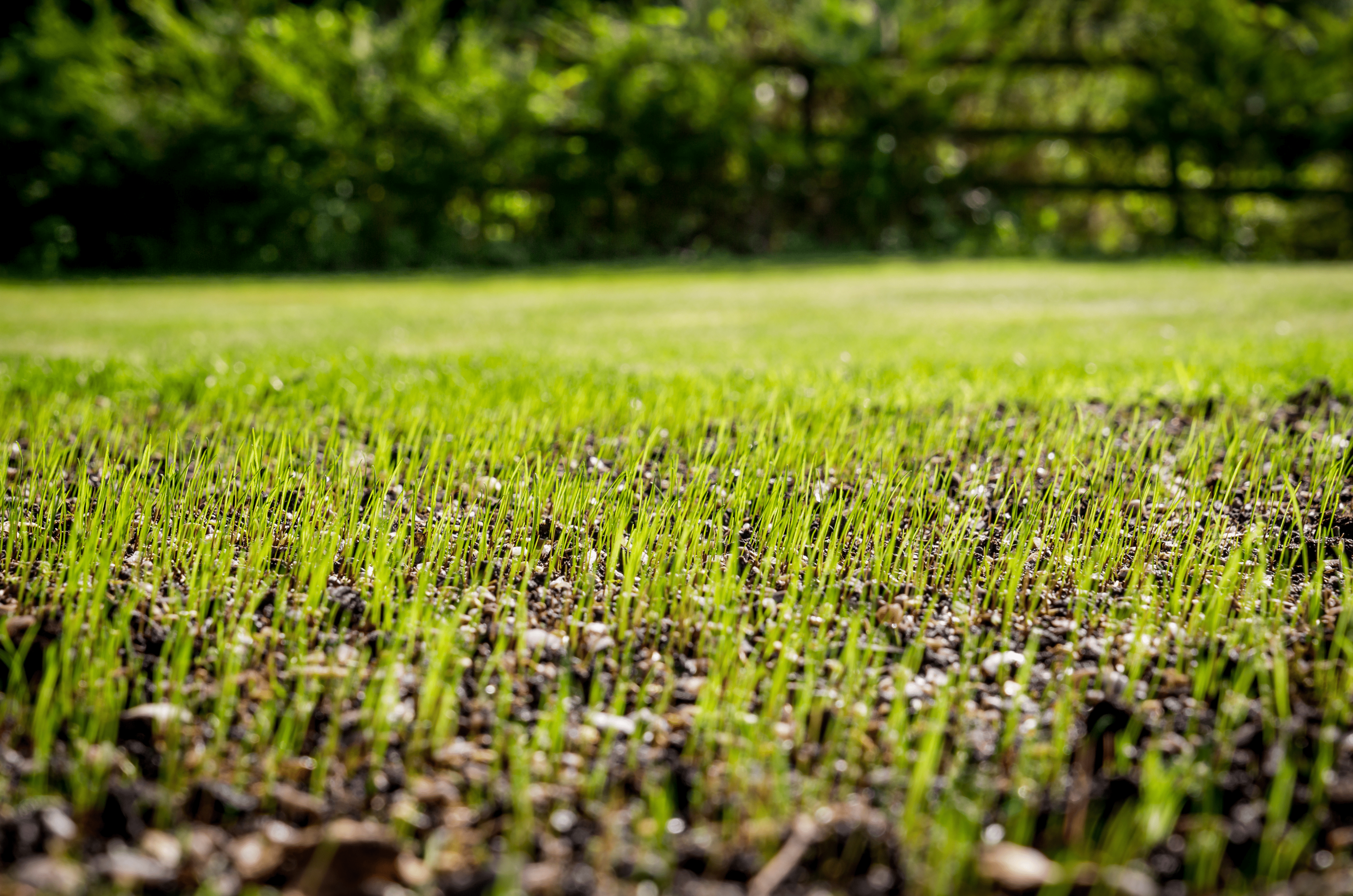 Pulvérisateur électrique professionnel gazon et jardin - Gazoneo